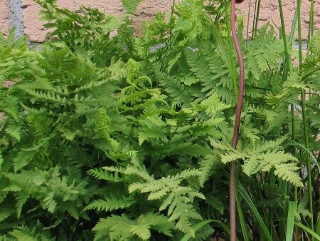 Thelypteris palustris (Sumpffarn)