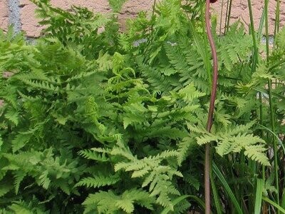 Thelypteris palustris (Sumpffarn) Thelypteris palustris (Sumpffarn)