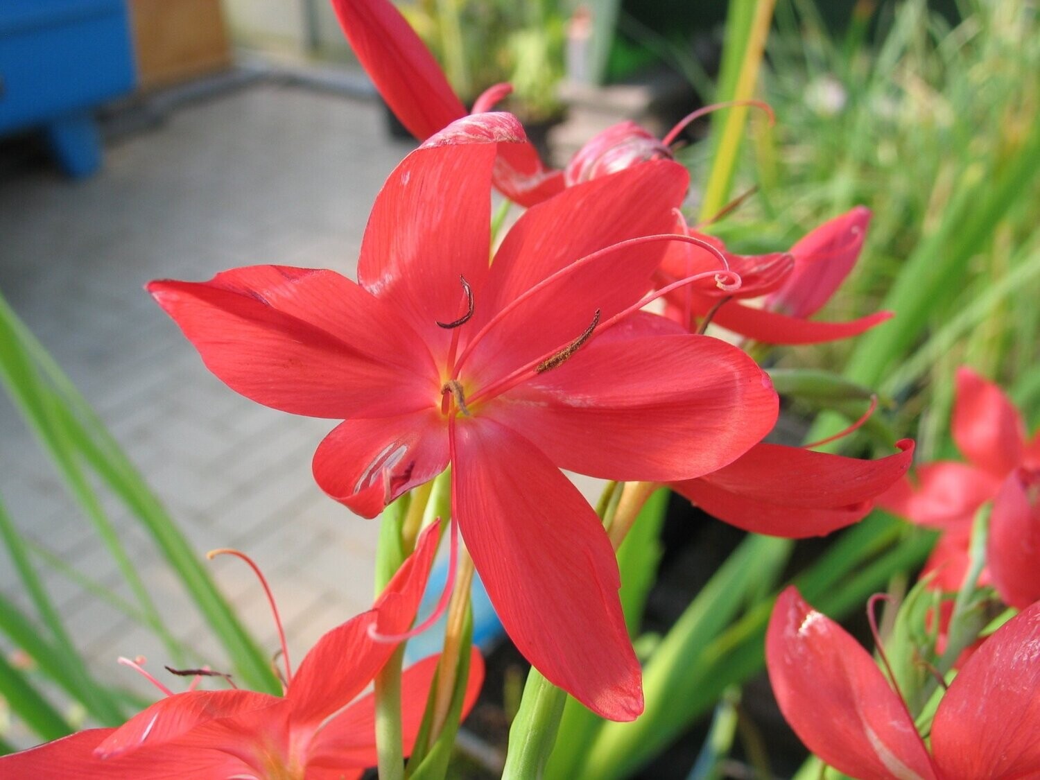 Schizostylis coccinea Major (Spaltgriffel rot)