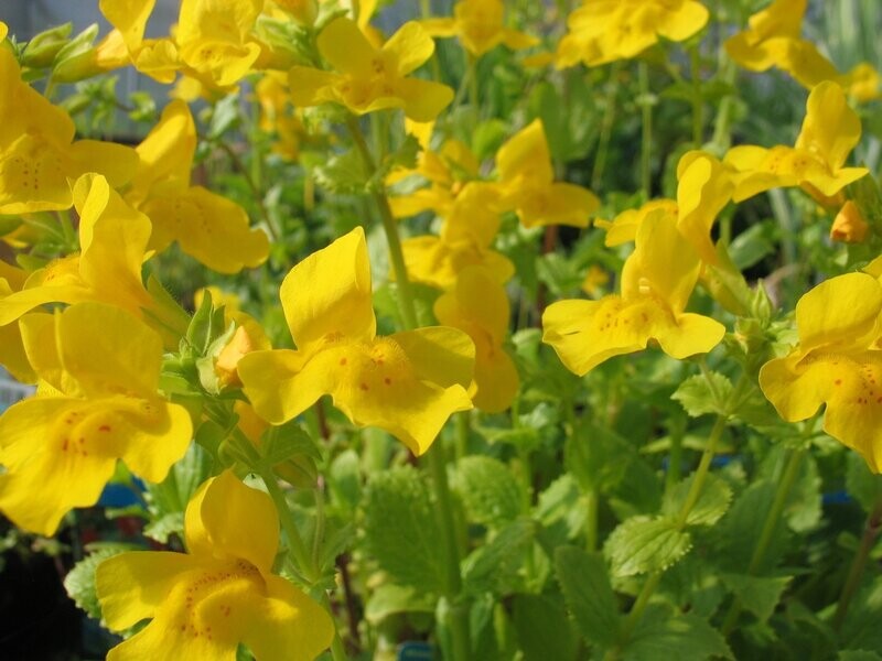 Mimulus luteus (Gauklerblume) Mimulus luteus (Gauklerblume)