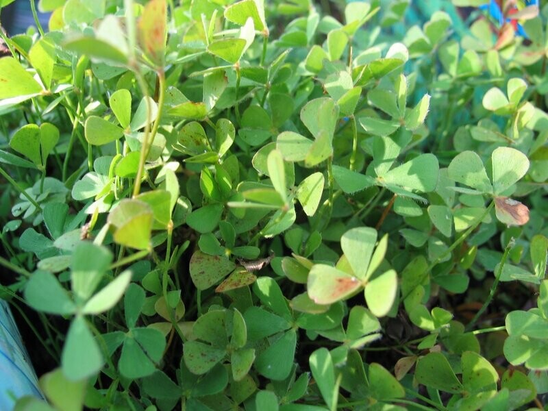 Marsilea quadrifolia (Kleefarn) Marsilea quadrifolia (Kleefarn)