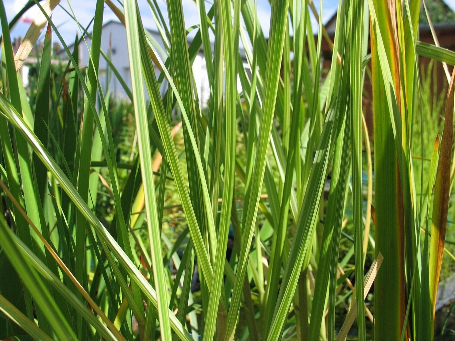 Glyceria maxima 'Variegata' (bunter Wasserschwaden)