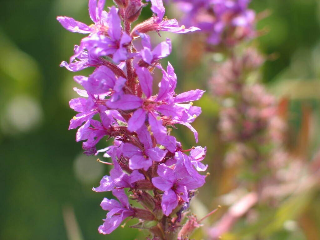 Lythrum salicaria (Blutweiderich)