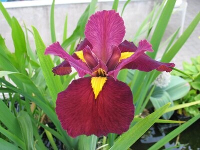 Iris louisiana Ann Chowning