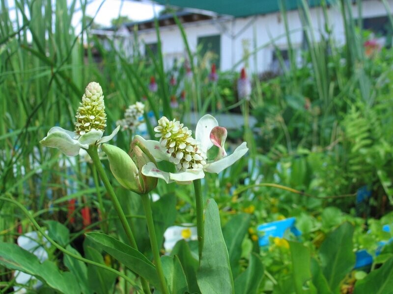 Anemopsis californica (Yerba Mansa)