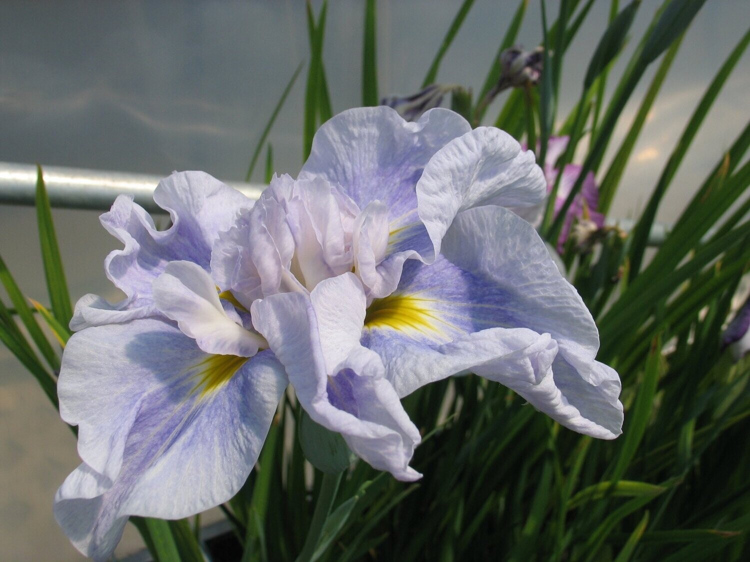 Iris ensata Dinner plate Ice Cream