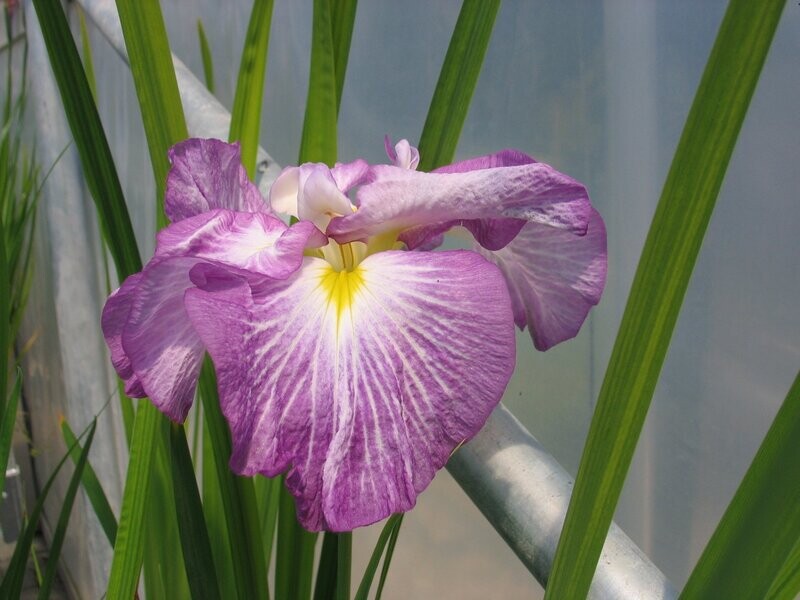 Iris ensata Dinner plate Jell-O Iris ensata Dinner plate Jell-O