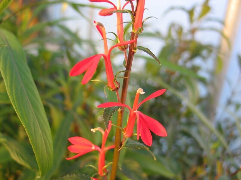 Lobelia cardinalis, Kardinalslobelie Lobelia cardinalis, Kardinalslobelie