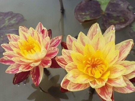 Seerose Nymphaea Siam Fantasy