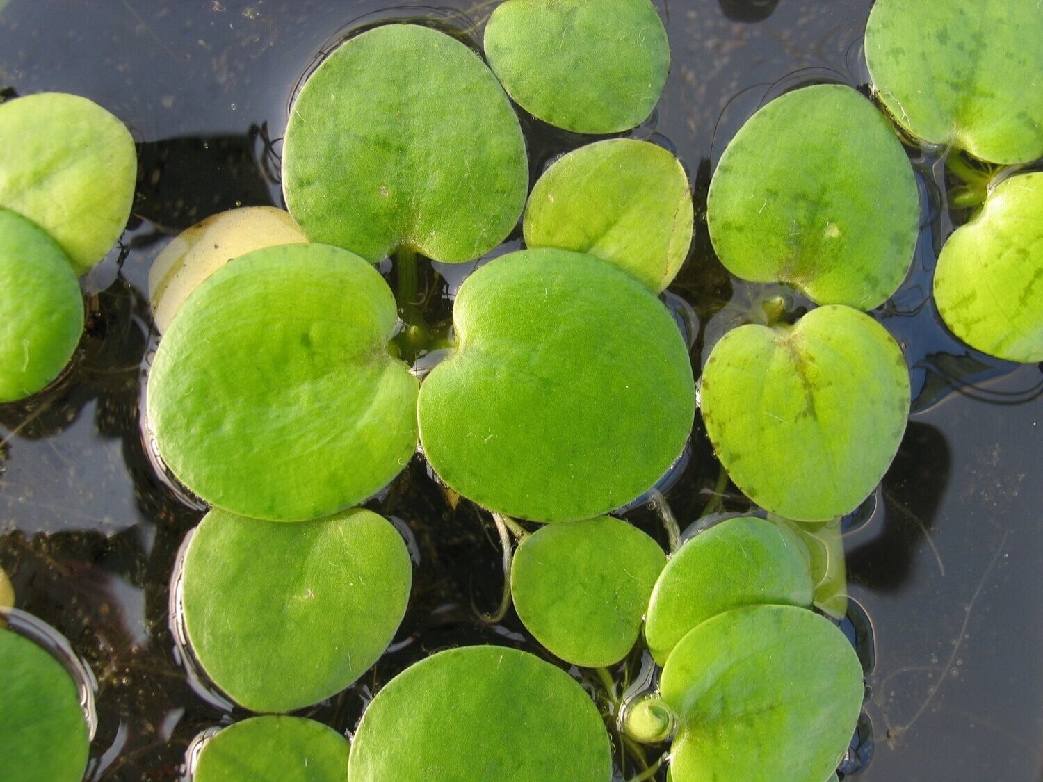 Limnobium spongia (Nordamerikanischer Froschbiss)