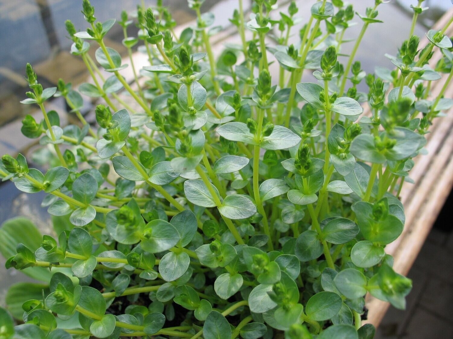 Rotala rotundifolia green (Grüne Rotala)