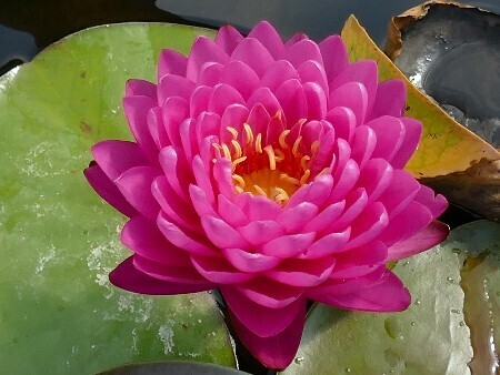 Seerose Nymphaea Manickam