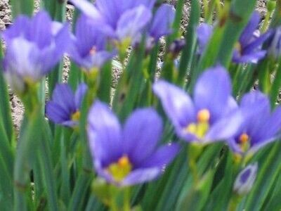 Sisyrinchium angustifolium, blaue Binsenlilie Sisyrinchium angustifolium, blaue Binsenlilie