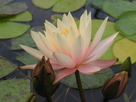 Seerose Nymphaea Cynthia Ann