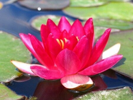 Seerose Nymphaea Laydekeri Fulgens