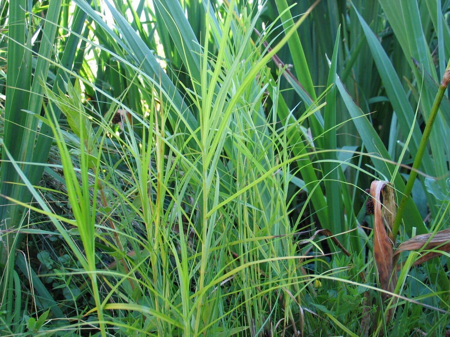 Carex muskingumensis (Palmwedel-Segge )