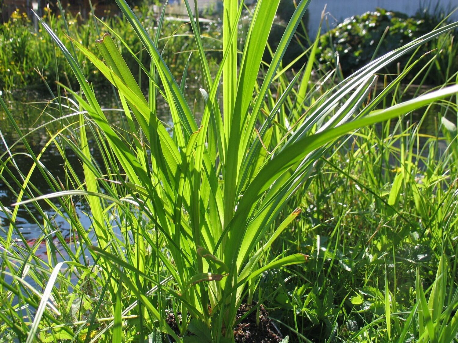 Carex pendula (Riesen Segge )