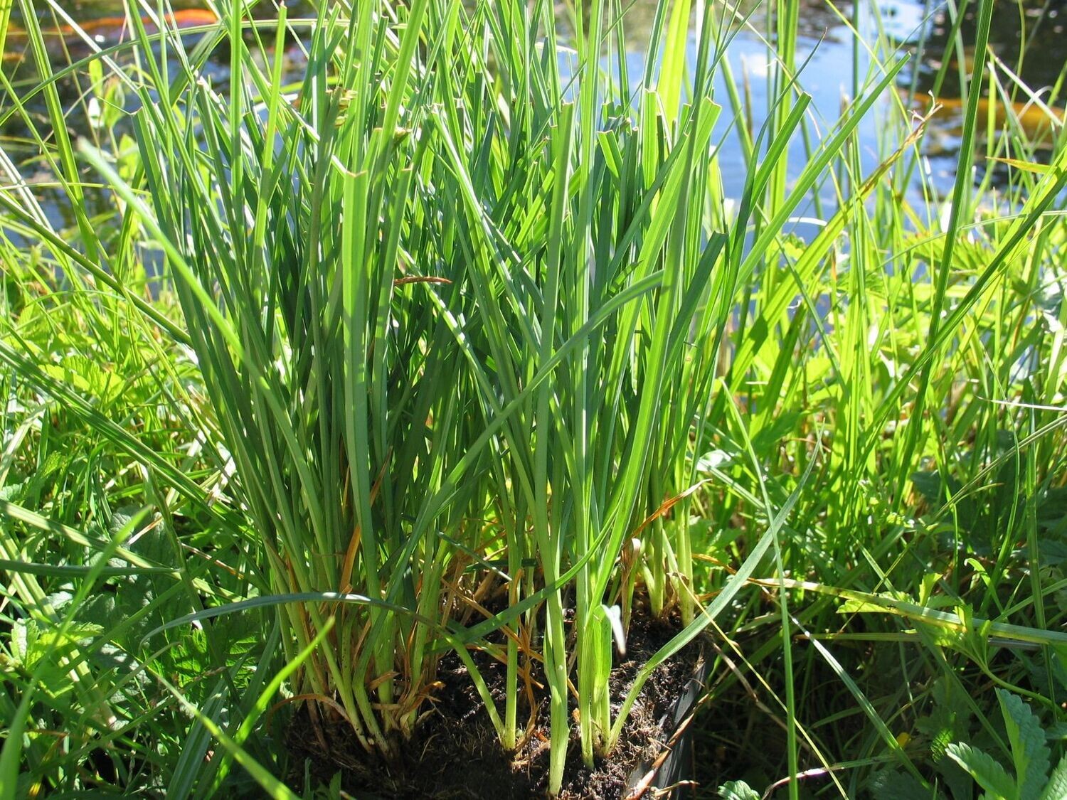 Carex panicea (Hirse-Segge )