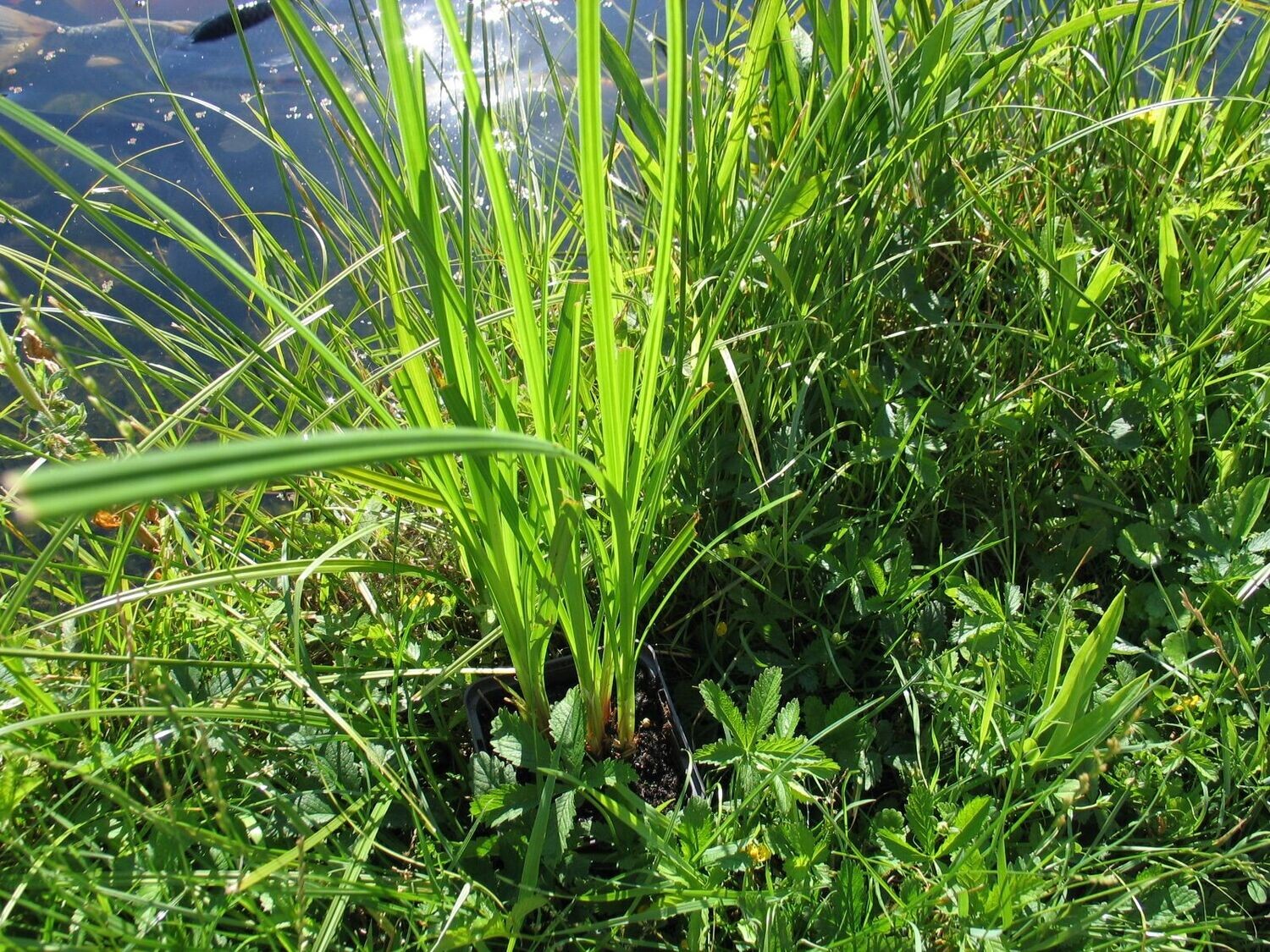 Carex riparia (Ufer-Segge)