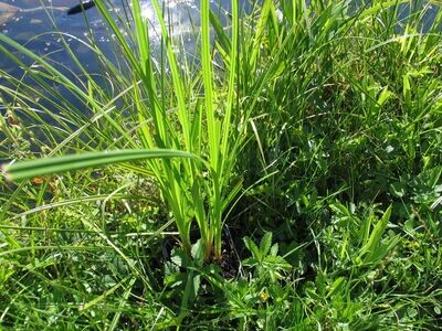 Carex riparia (Ufer-Segge) Carex riparia (Ufer-Segge)