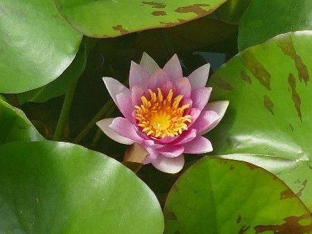 Seerose Nymphaea Galatèe