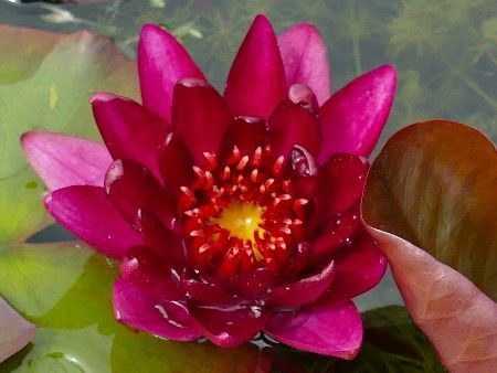 Seerose Nymphaea Granat