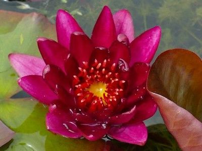 Seerose Nymphaea Granat Seerose Nymphaea Granat