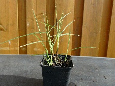 Chinaschilf, Miscanthus sinensis 'Pink Cloud' Chinaschilf, Miscanthus sinensis 'Pink Cloud'
