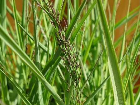 Kleines Pfeifengras, Molinia caerulea 'Moorhexe'