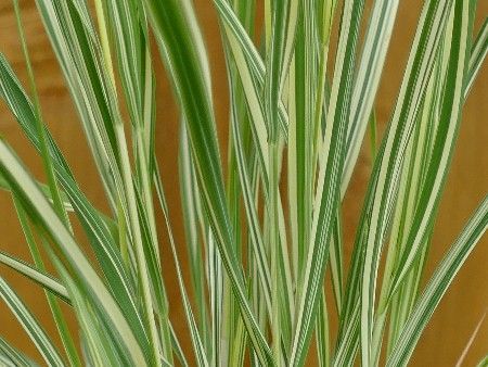 Gestreiftes Moor Pfeifengras, Molinia caerulea 'Variegata' Gestreiftes Moor Pfeifengras, Molinia caerulea 'Variegata'