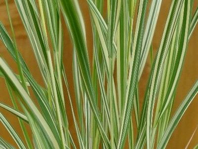 Gestreiftes Moor Pfeifengras, Molinia caerulea 'Variegata' Gestreiftes Moor Pfeifengras, Molinia caerulea 'Variegata'