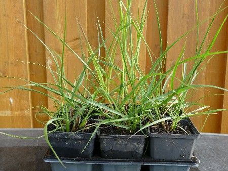 Lampenputzergras, Pennisetum alopecuroides 'Cassian' Lampenputzergras, Pennisetum alopecuroides 'Cassian'