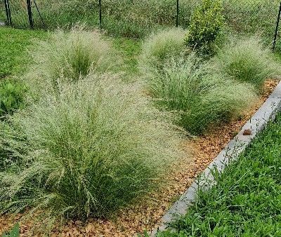 Zartes Garten-Federgras, Stipa tenuissima 'Ponytails' Zartes Garten-Federgras, Stipa tenuissima 'Ponytails'