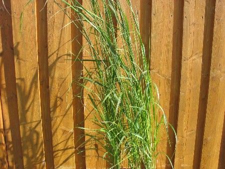 Reitgras 'Karl Förster', Calamagrostis acutiflora 'Karl Förster' Reitgras 'Karl Förster', Calamagrostis acutiflora 'Karl Förster'