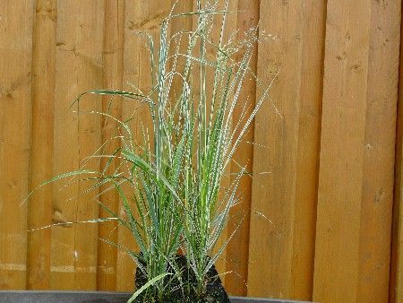 Gestreiftes Reitgras, Calamagrostis x acutiflora 'Overdam' Gestreiftes Reitgras, Calamagrostis x acutiflora 'Overdam'