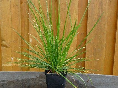 Schmiele 'Bronzeschleier', Deschampsia cespitosa 'Bronzeschleier' Schmiele 'Bronzeschleier', Deschampsia cespitosa 'Bronzeschleier'