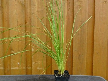 Rasen Schmiele 'Goldschleier',  Deschampsia cespitosa 'Goldschleier'