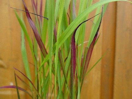 Japanisches Blutgras 'Red Baron',   Imperata cylindrica 'Red Baron'