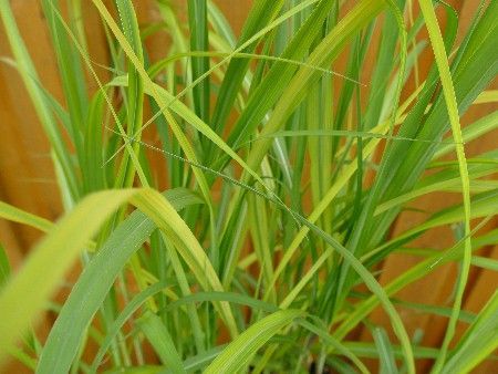 Riesen-Chinaschilf, Miscanthus floridulus (giganteus) Riesen-Chinaschilf, Miscanthus floridulus (giganteus)