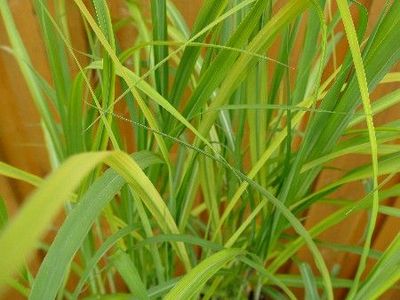 Riesen-Chinaschilf, Miscanthus floridulus (giganteus) Riesen-Chinaschilf, Miscanthus floridulus (giganteus)
