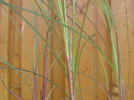 Chinaschilf 'Gracillimus',   Miscanthus sinensis ‘Gracillimus’