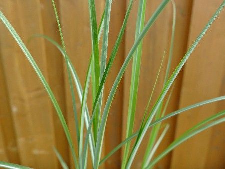 Chinaschilf  'Goliath' ,Miscanthus sinensis 'Goliath'