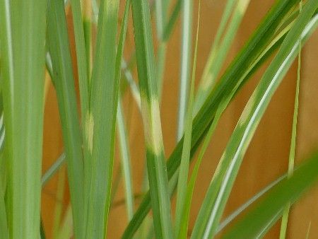 Chinaschilf, Miscanthus sinensis Pünktchen Chinaschilf, Miscanthus sinensis Pünktchen