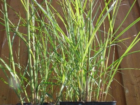 Chinaschilf Kleine Fontäne, Miscanthus sinensis 'Kleine Fontäne' Chinaschilf Kleine Fontäne, Miscanthus sinensis 'Kleine Fontäne'