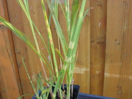 Chinaschilf, Miscanthus sinensis 'Zebrinus' Chinaschilf, Miscanthus sinensis 'Zebrinus'