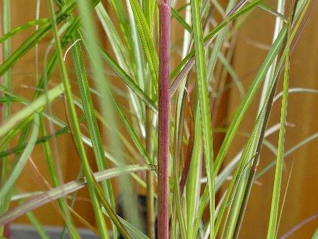 Chinaschilf 'Red Chief', Miscanthus sinensis 'Red Chief'