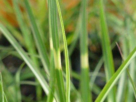 Niedriges Chinaschilf, Miscanthus sinensis Dwarf Strictus