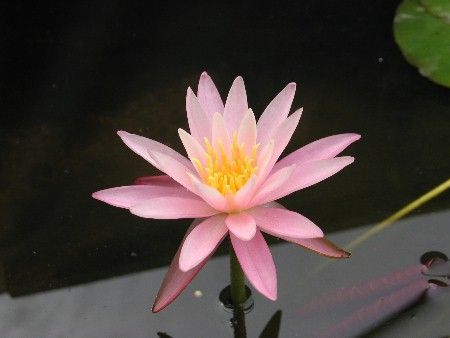 Seerose Nymphaea Dallas