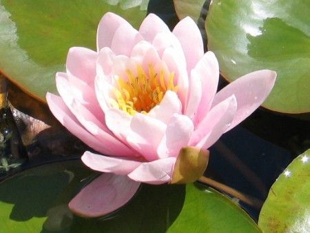 Seerose Nymphaea Pink Beauty