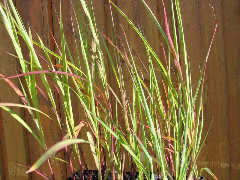 Chinaschilf 'Purpurascens', Miscanthus sinensis var.purpurascens Chinaschilf 'Purpurascens', Miscanthus sinensis var.purpurascens